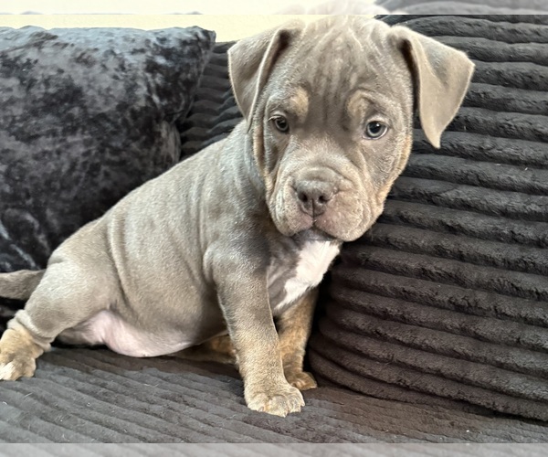 Medium Photo #2 American Bully Puppy For Sale in PALM COAST, FL, USA