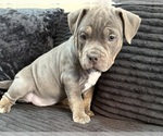 Small #1 American Bully