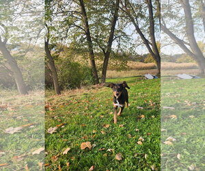 Blair Adoption Pending! - Female Doberman Pinscher-Unknown Mix Dog for Adoption - Photo #6