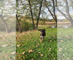 Small Photo #6 Doberman Pinscher-Unknown Mix Puppy For Sale in Buffalo, MN, USA