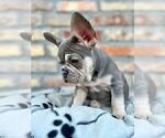 Small #18 French Bulldog