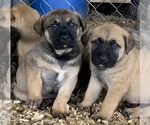 Small Photo #4 American Mastiff Puppy For Sale in GLASGOW, KY, USA