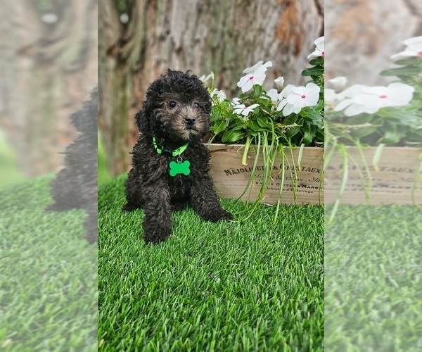 Medium Photo #3 Poodle (Toy) Puppy For Sale in INDIANAPOLIS, IN, USA