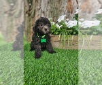 Small #2 Poodle (Toy)