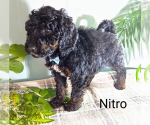 Poodle (Miniature) Puppy for sale in MILLERSBURG, IN, USA