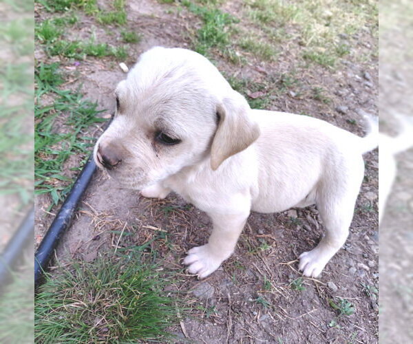 Medium Photo #1 Bulldog Puppy For Sale in Rutherfordton, NC, USA