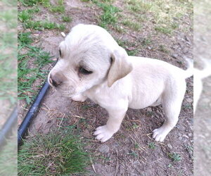 Bulldog Dogs for adoption in Rutherfordton, NC, USA