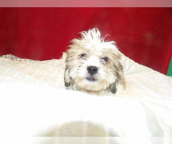 Medium Photo #3 Zuchon Puppy For Sale in PATERSON, NJ, USA