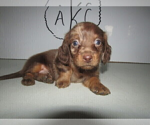 Dachshund Puppy for sale in FORT WAYNE, IN, USA