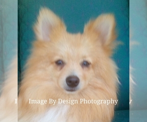 Pomeranian Puppy for sale in BATESBURG-LEESVILLE, SC, USA