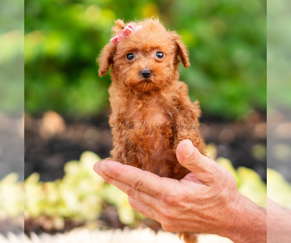Medium Photo #91 Maltipoo (Miniature) Puppy For Sale in WARSAW, IN, USA