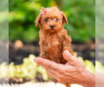 Small Photo #91 Maltipoo (Miniature) Puppy For Sale in WARSAW, IN, USA