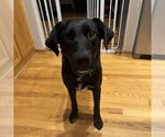 Small #1 Labrador Retriever Mix