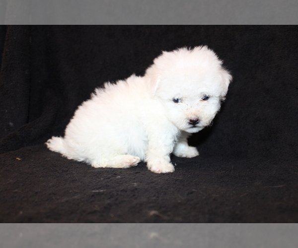 Medium Photo #2 Bichon Frise Puppy For Sale in BLOOMINGTON, IN, USA