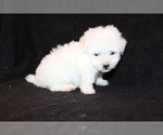 Small Photo #2 Bichon Frise Puppy For Sale in BLOOMINGTON, IN, USA