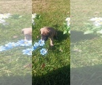Small #9 Mastiff