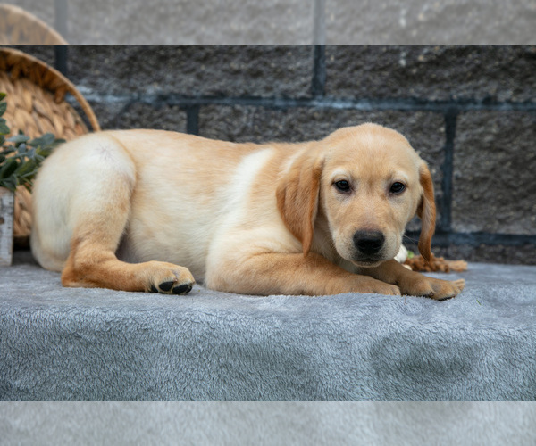 Medium Photo #35 Labrador Retriever Puppy For Sale in MILLERSBURG, OH, USA