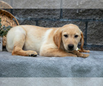 Small Photo #35 Labrador Retriever Puppy For Sale in MILLERSBURG, OH, USA