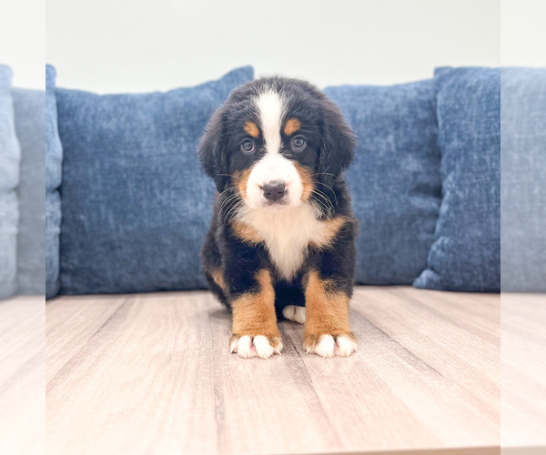 Medium Photo #1 Bernese Mountain Dog Puppy For Sale in DUNDEE, OH, USA