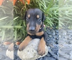 Small Photo #10 Doberman Pinscher Puppy For Sale in JACKSON CENTER, OH, USA