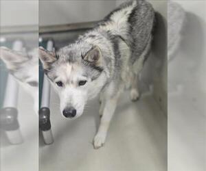Siberian Husky Dogs for adoption in Forestville, MD, USA