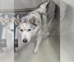 Small Siberian Husky