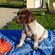 German Shorthaired Pointer Puppy for sale in SUGARCREEK, OH, USA