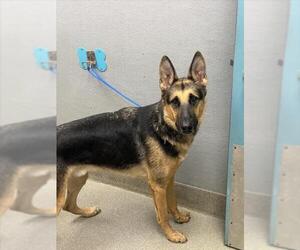 German Shepherd Dog-Unknown Mix Dogs for adoption in Las Vegas, NV, USA