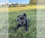 Small Photo #5 Cane Corso Puppy For Sale in CLARKRANGE, TN, USA
