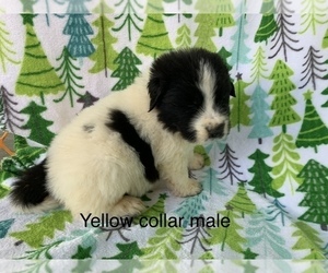 Great Pyrenees-Newfoundland Mix Puppy for sale in MESA, AZ, USA