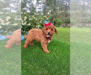 Goldendoodle Puppy for Sale in INDIANAPOLIS, Indiana USA