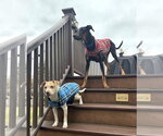 Small #17 Doberman Pinscher