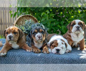 Beabull Litter for sale in SHIPSHEWANA, IN, USA
