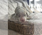Puppy Cleo Saint Berdoodle-Shepadoodle Mix