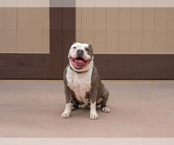 Medium Photo #11 American Staffordshire Terrier-Unknown Mix Puppy For Sale in Lake Forest, CA, USA