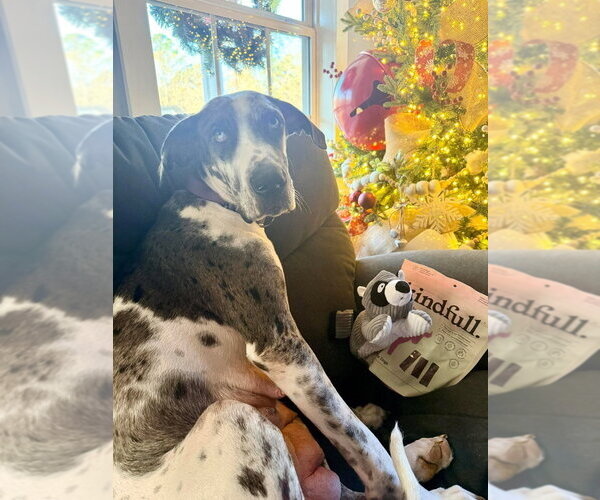 Medium Photo #3 Great Dane Puppy For Sale in Bullard, TX, USA