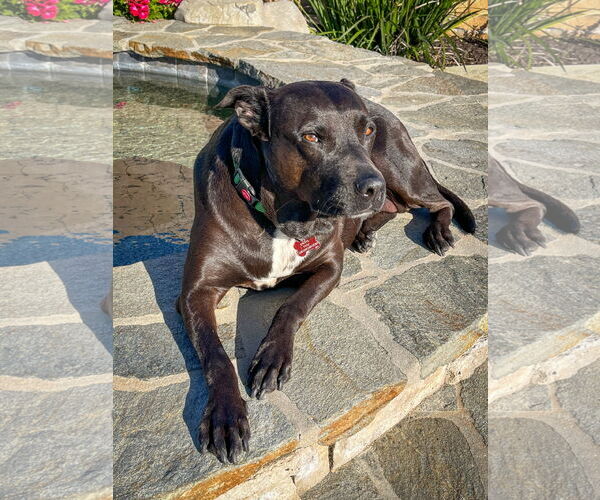 Medium Photo #4 Labrador Retriever-Unknown Mix Puppy For Sale in San Diego, CA, USA