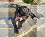 Small #3 Labrador Retriever Mix