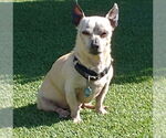 Small #2 Chihuahua Mix