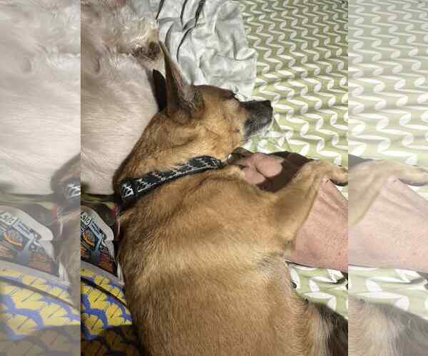 Medium Photo #2 Chihuahua-Unknown Mix Puppy For Sale in Hinckley, IL, USA