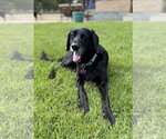 Small #2 Labrador Retriever Mix