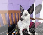 **BIRDIE** - Female Mutt Dog for Adoption - Small photo