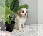 Small Photo #6 Cocker Spaniel Puppy For Sale in FRANKLIN, IN, USA