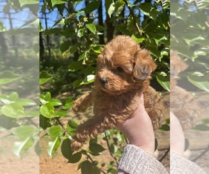 Maltipoo Dogs for adoption in VENETA, OR, USA