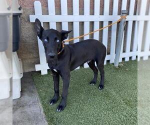 Mutt Dogs for adoption in Modesto, CA, USA