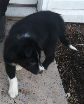 Medium Photo #1 Border Collie Puppy For Sale in MC VEYTOWN, PA, USA