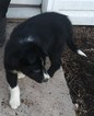 Small Photo #1 Border Collie Puppy For Sale in MC VEYTOWN, PA, USA