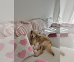Small Golden Retriever