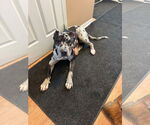 Small #4 American Bulldog