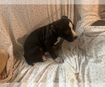 Small Photo #7 American Pit Bull Terrier Puppy For Sale in BUFFALO, NY, USA